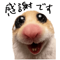 Irre Kosuya Hamuusa