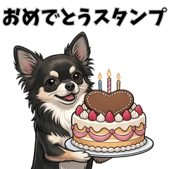 [Congratulations] Black Chihuahua