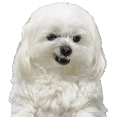 Dogs that help relieve stress