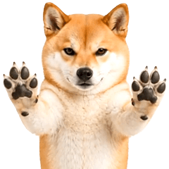 "Pop_Up Real Shiba Inu Gonta