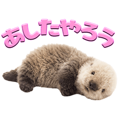 Fluffy Sea Otter !