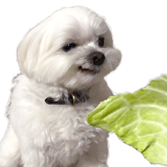 Dogs that help relieve stress 2