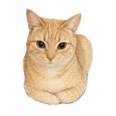 Sebastianchuchu AI Cat YT Channel X