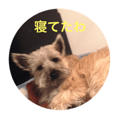 テリア 犬 かわいい画像 Line スタンプ Line Store