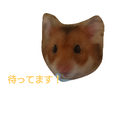 Golden hamster Daifuku by nanami