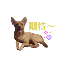 製作家裡可愛小狗的貼圖