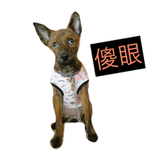 布米虎斑姐妹花