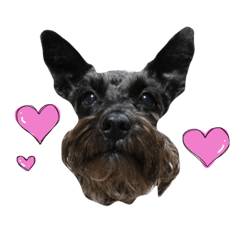 dog.momochan