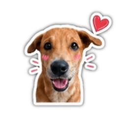 Kawaii little brown dog