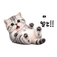 Four-Paw Silver Kitten