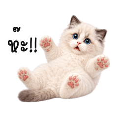 Blue-Paw Fluffy Kitten