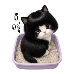 Bob-Hair Tuxedo Baby Cat
