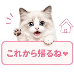 毎日の連絡♡ラグドール 家族 友達 恋人
