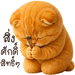 ❤️แมวส้ม น่ารัก!!❤️