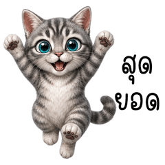 Blue-Eyed Silver Tabby
