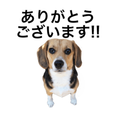 ビーグル犬エアロちゃん3