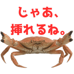 エッチガニがエロがり放題