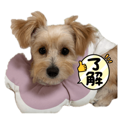 jasmine、Tiara