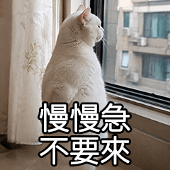 Miss A:Thoughtful Cat