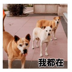 Yellow and White Dogs Daily Life