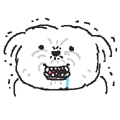 a dirty Maltese