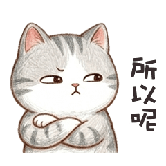 cute grey cats adorable1