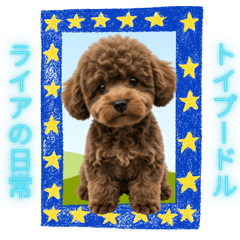 The daily life of a toy poodle named Lia