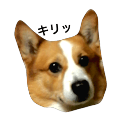 co-chan