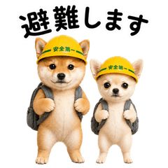 災害時に送れる柴犬とチワワ