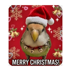 A happy bird Sella
