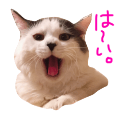 Cheejans