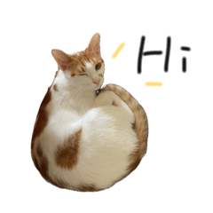 三隻大卯咪