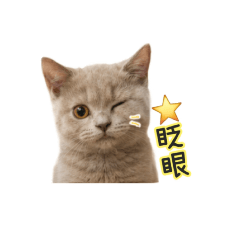 大餅的表情生活