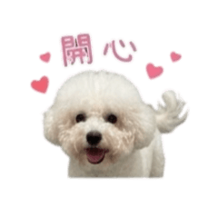 比熊乖乖生活用語