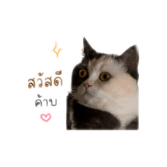 Kaijucatty