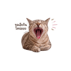 Cat_Waraporn_20260507225429
