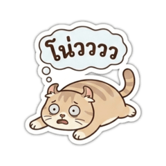 The Cat Marco