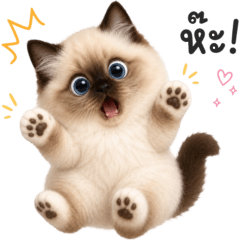 chubby, cute Siamese cat. 4_08