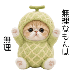 everyday cutecute CAT
