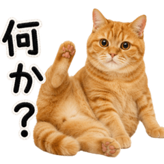 Chubby Orange Tabby Cat Chachamaru