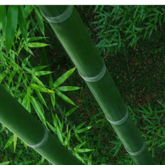 This is the very definition bamboo grove