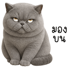 Grumpy Silver Shorthair