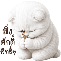 ❤️แมวขาว น่ารัก!!❤️