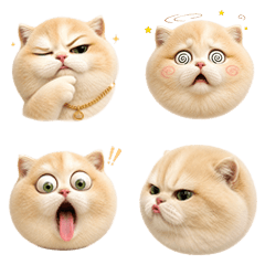 Funny Emotion cat