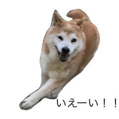 hanako SHIBA