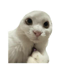 Snowcat ver.2