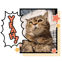 just a cat in emotional