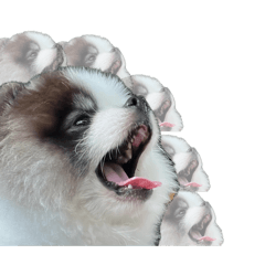 ollie the pandaa v.1