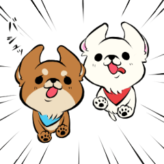 Go!!Go!! Lovely Chihuahua brother's2