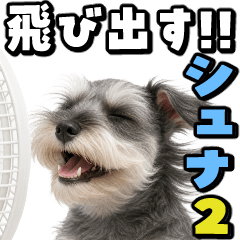 A Schnauzer jumps out2